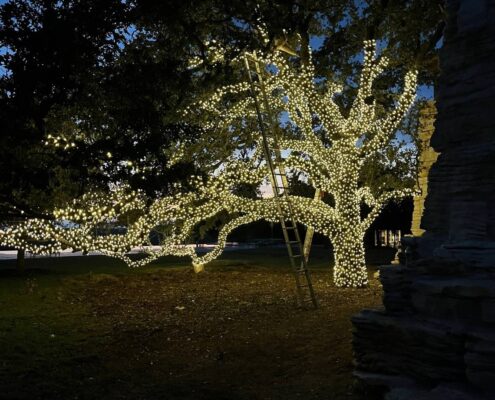 Live oak tree being wrapped in warm white Christmas lights at dusk, ladder in place