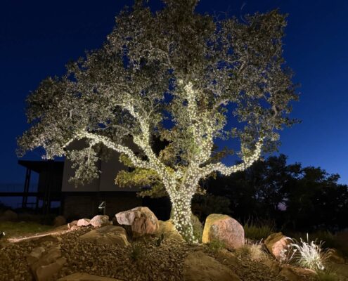 Oak tree wrapped in white Christmas lights rising from boulder landscaping at dusk