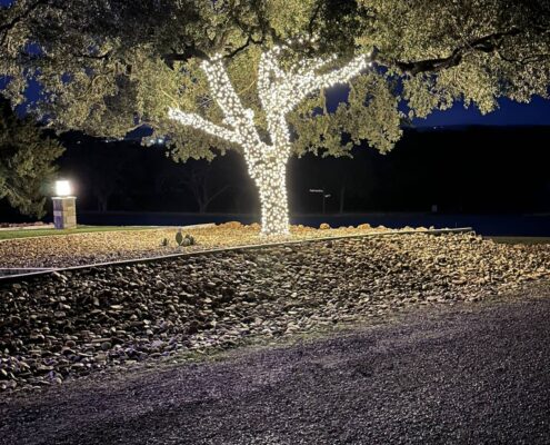 Single oak tree wrapped in white Christmas lights at night