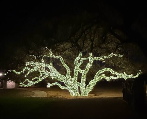 Sprawling live oak with every branch wrapped in white Christmas lights at night